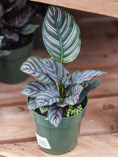 Calathea Ornata