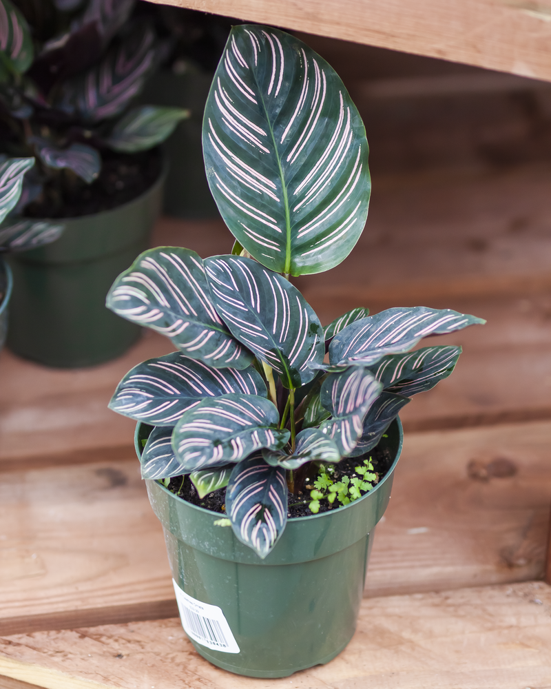 Calathea Ornata