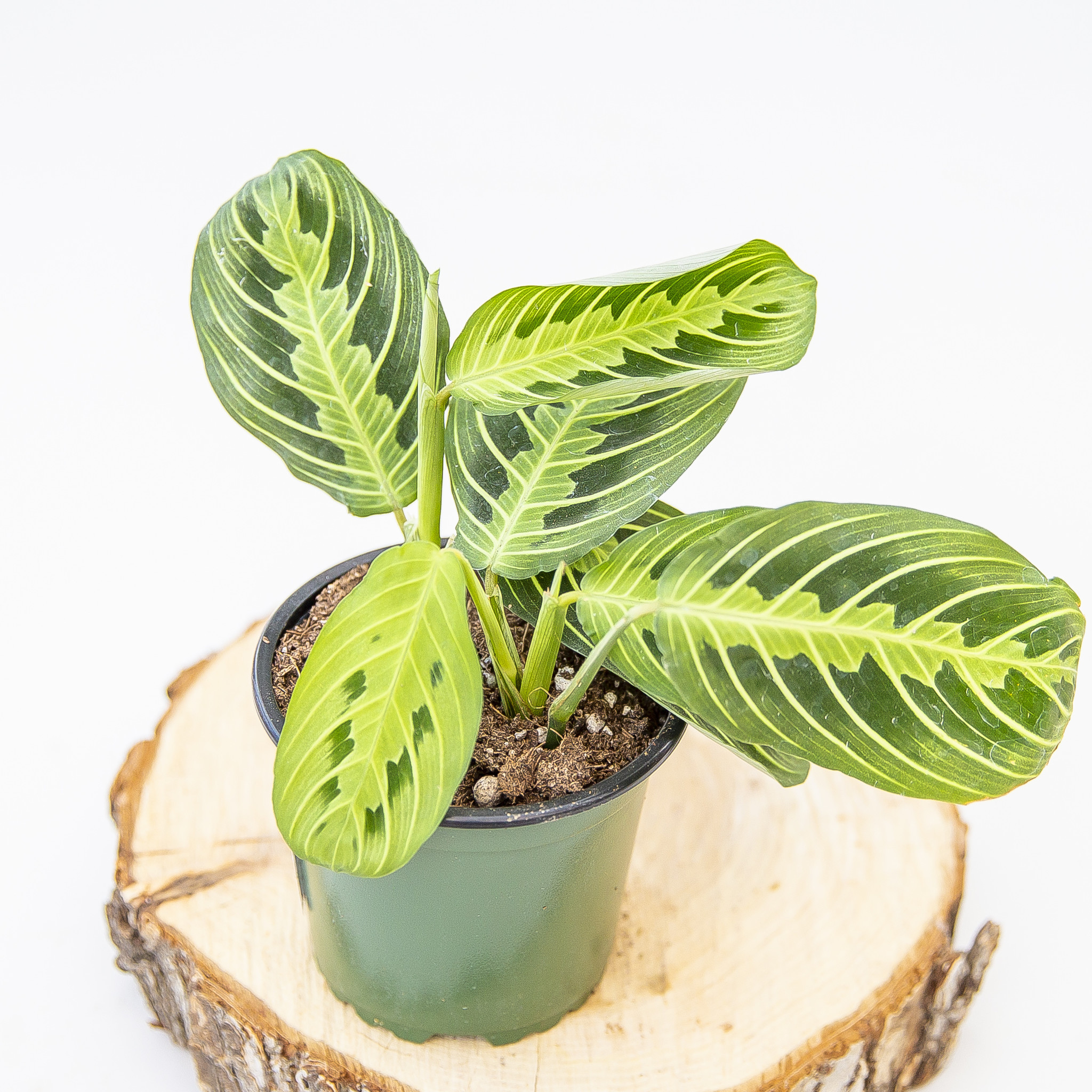 Prayer Plant Lemon