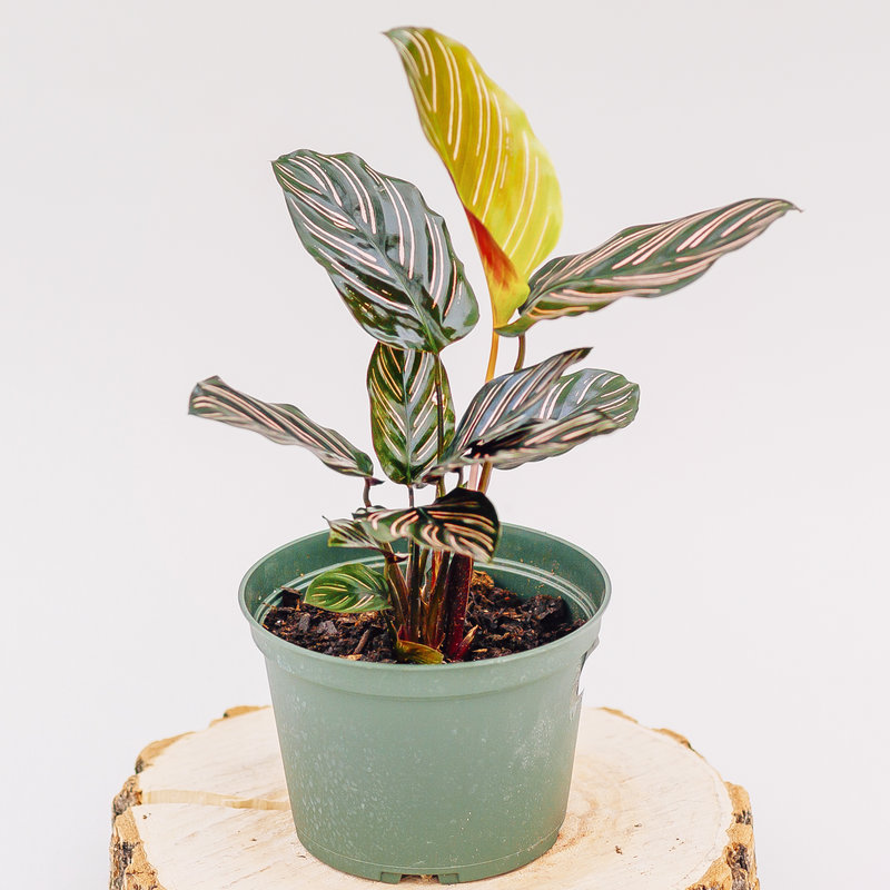 Calathea Ornata
