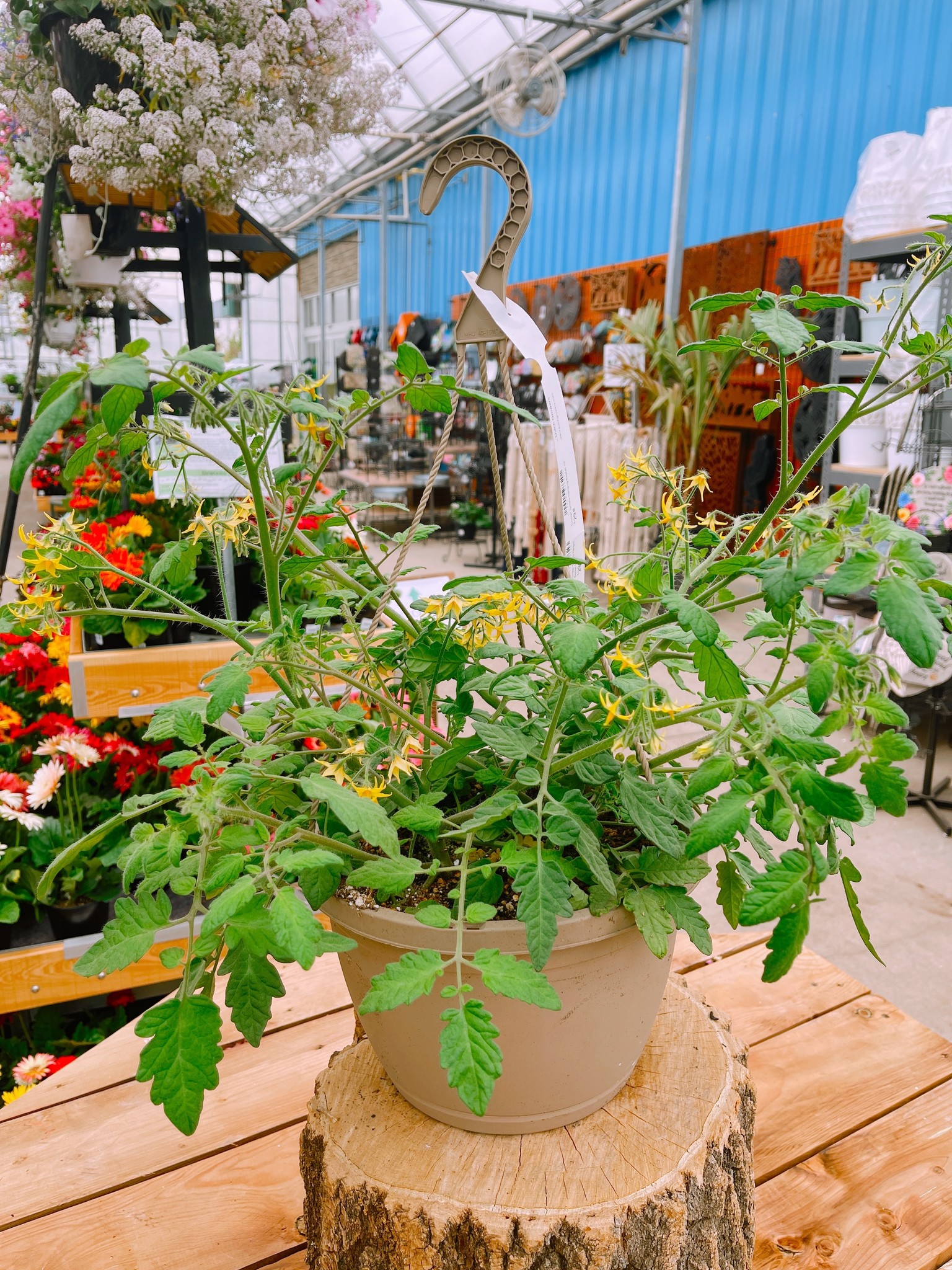 Tumbler Tomato Hanging Basket 10"