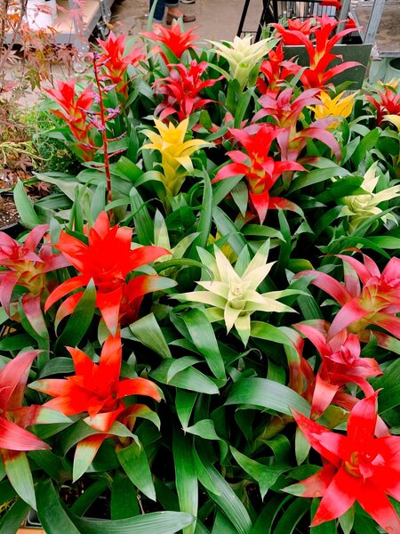 Bromeliad Guzmania