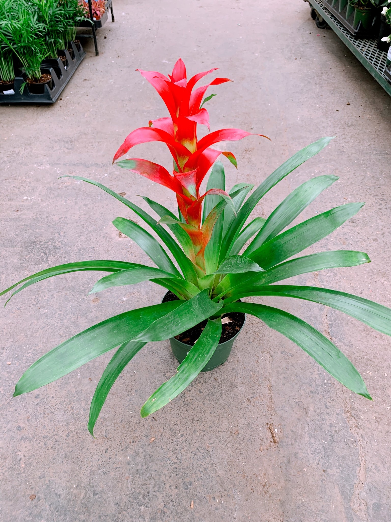 Bromeliad Guzmania