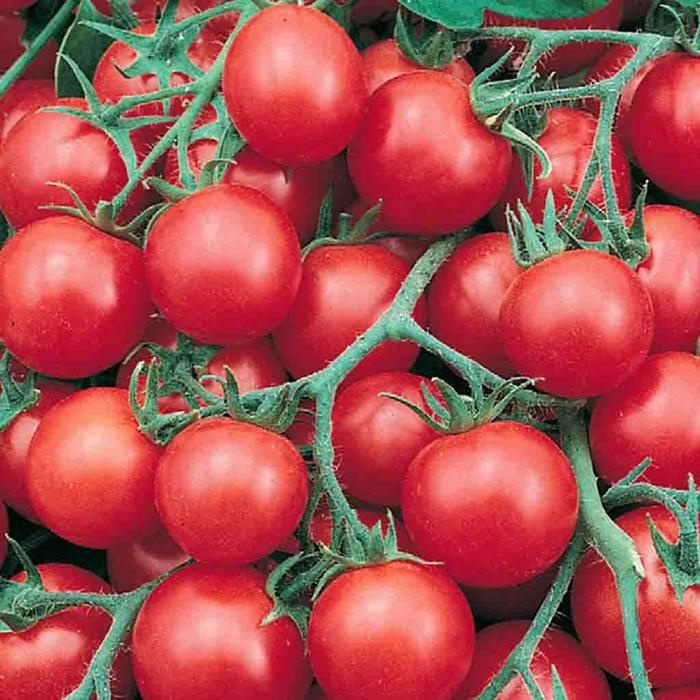 Tumbler Tomato Hanging Basket 10"