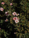 Potentilla Happy Face Pink Paradise 2gal