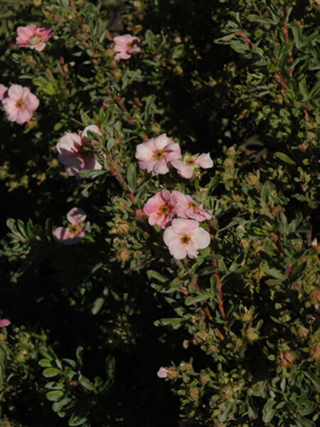Potentilla Happy Face Pink Paradise 2gal