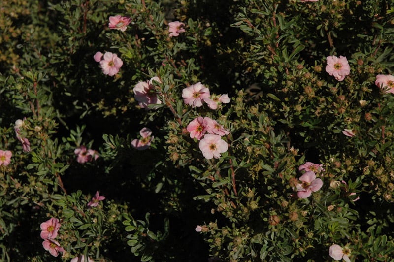 Potentilla Happy Face Pink Paradise 2gal