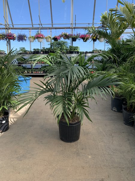 Dutch Growers Palm Cataractarum