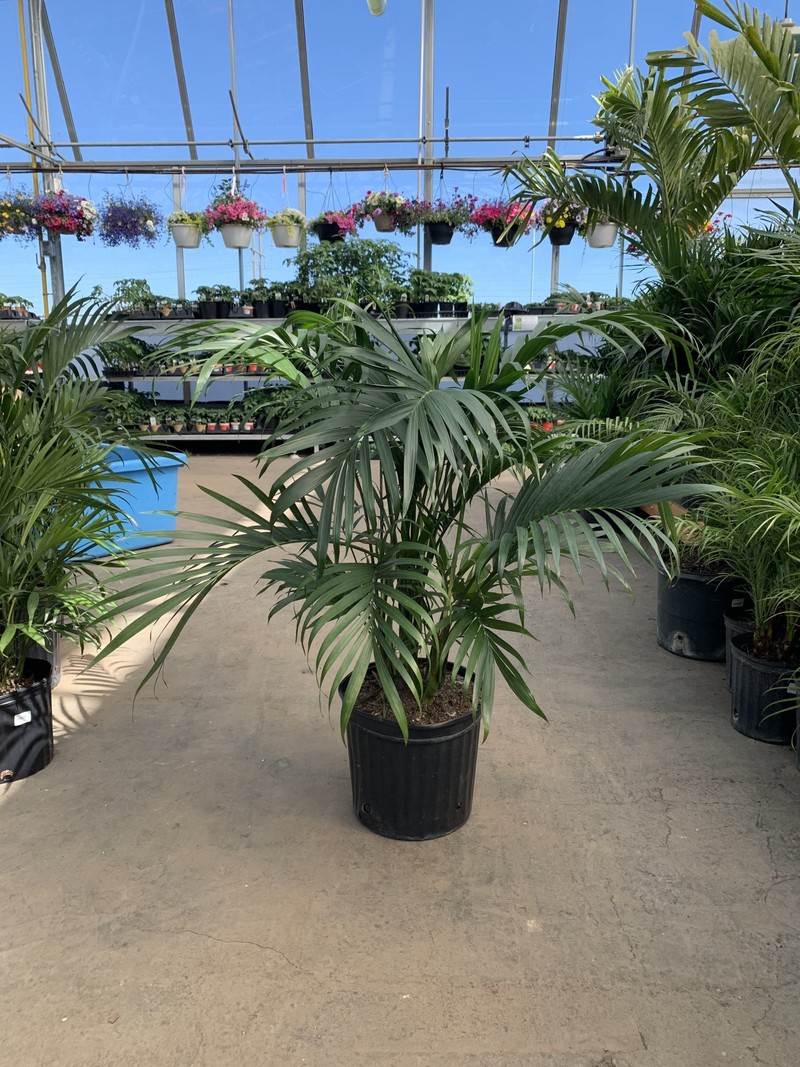 Dutch Growers Palm Cataractarum
