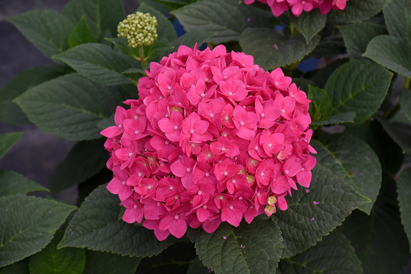 Hydrangea Summer Crush