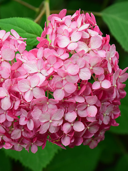 Hydrangea Invincibelle Ruby