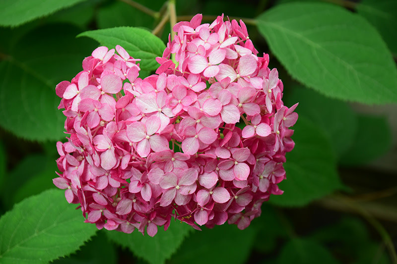 Hydrangea Invincibelle Ruby