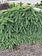 Spruce Weeping Norway 5gal