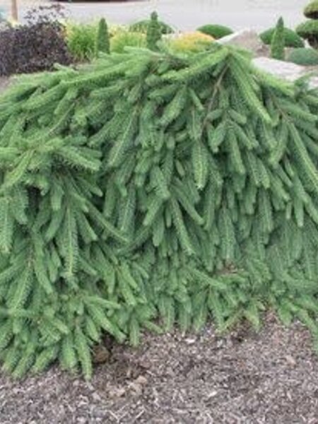 Spruce Weeping Norway 5gal