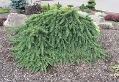 Spruce Weeping Norway 5gal