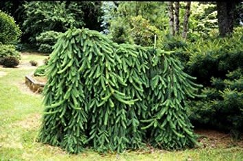 Spruce Weeping Norway 5gal