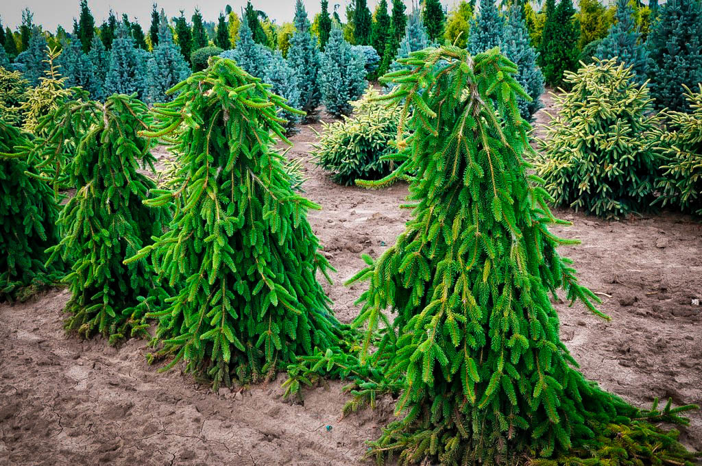 Spruce Weeping Norway 5gal