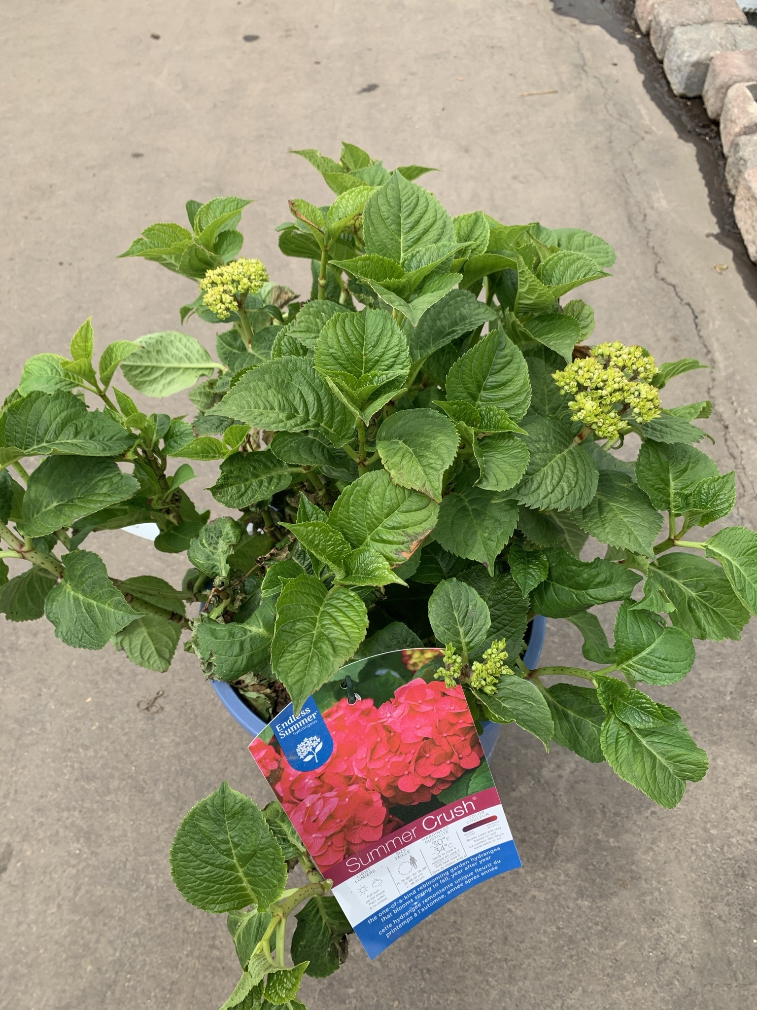 Hydrangea Summer Crush