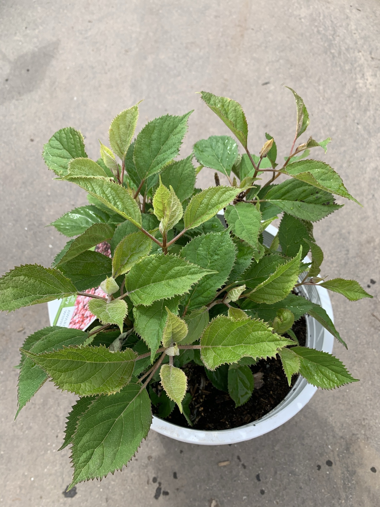 Hydrangea Invincibelle Ruby