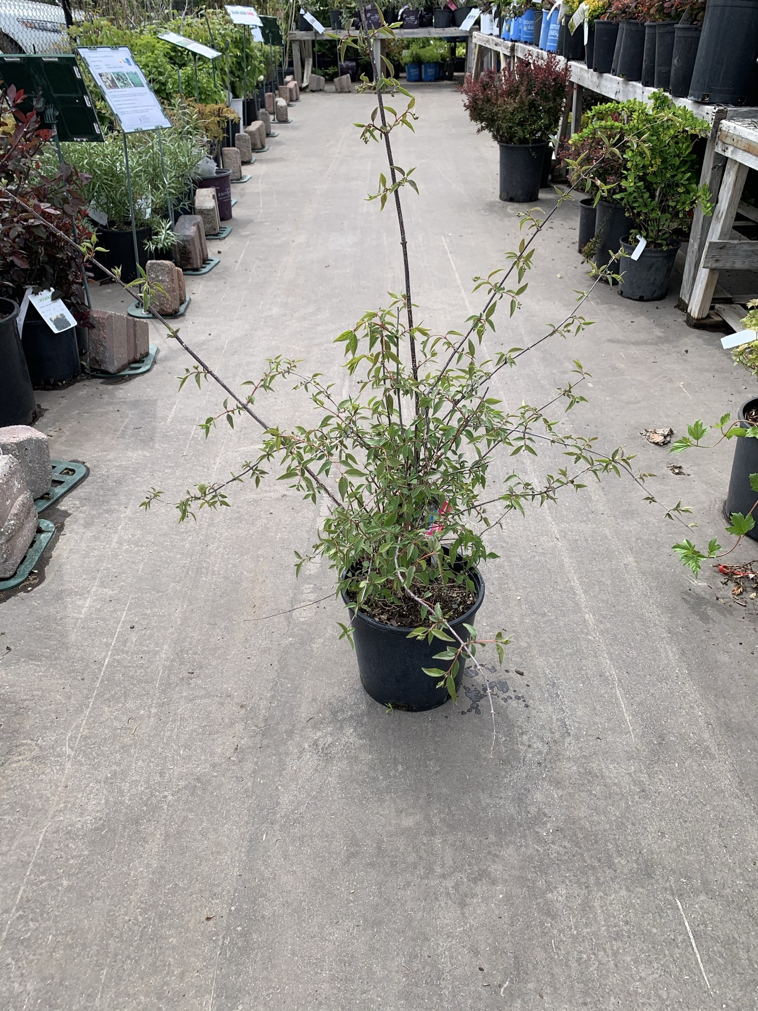 Mockorange Waterton's 2gal