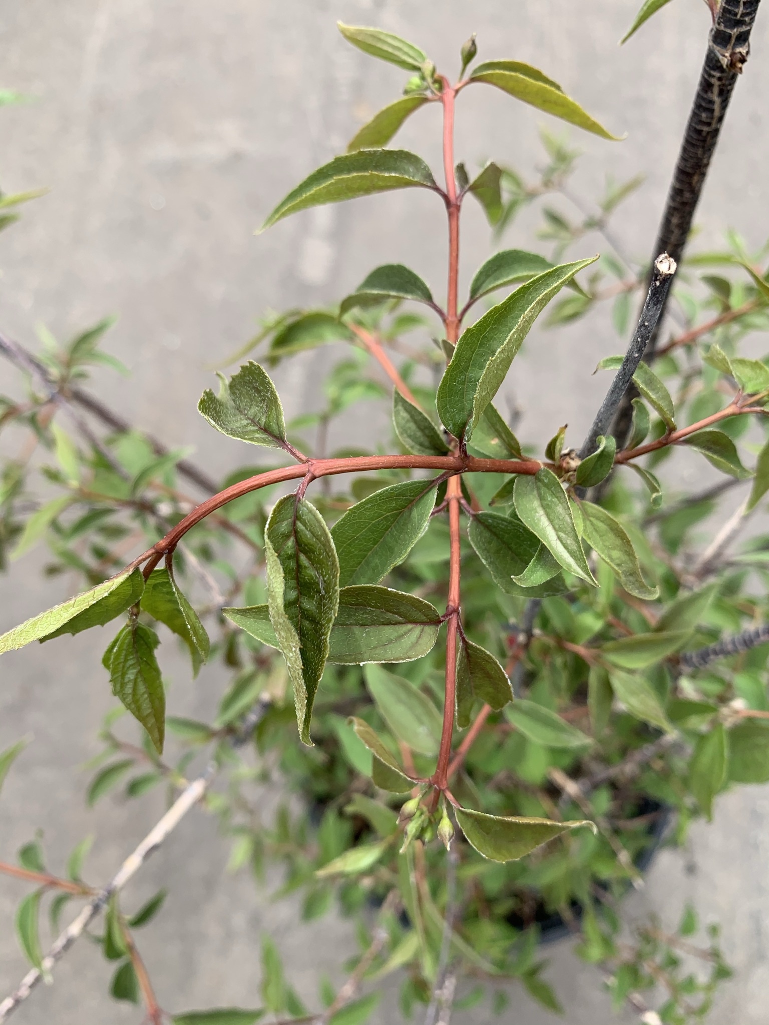 Mockorange Waterton's 2gal