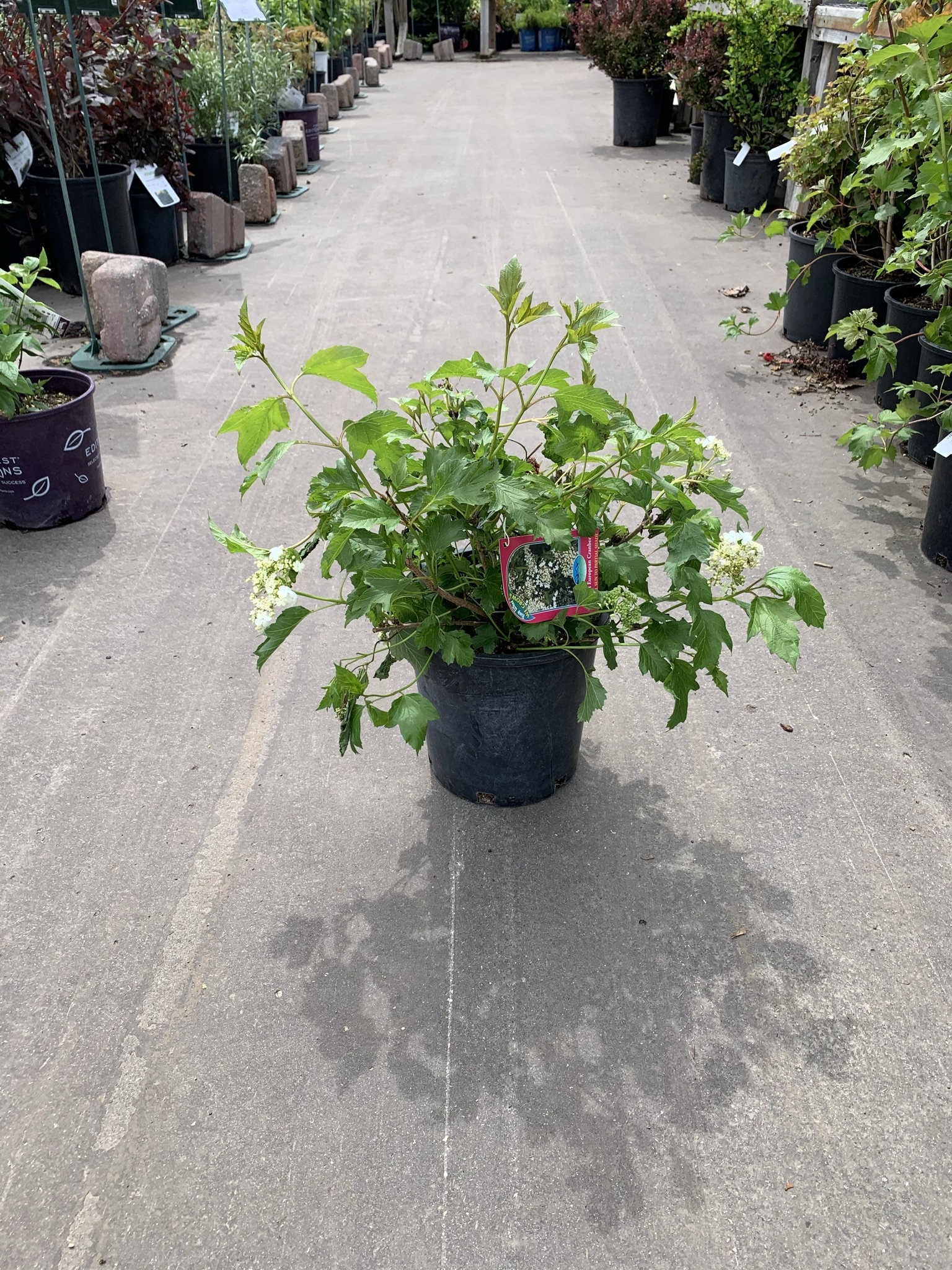 Cranberry European Compact