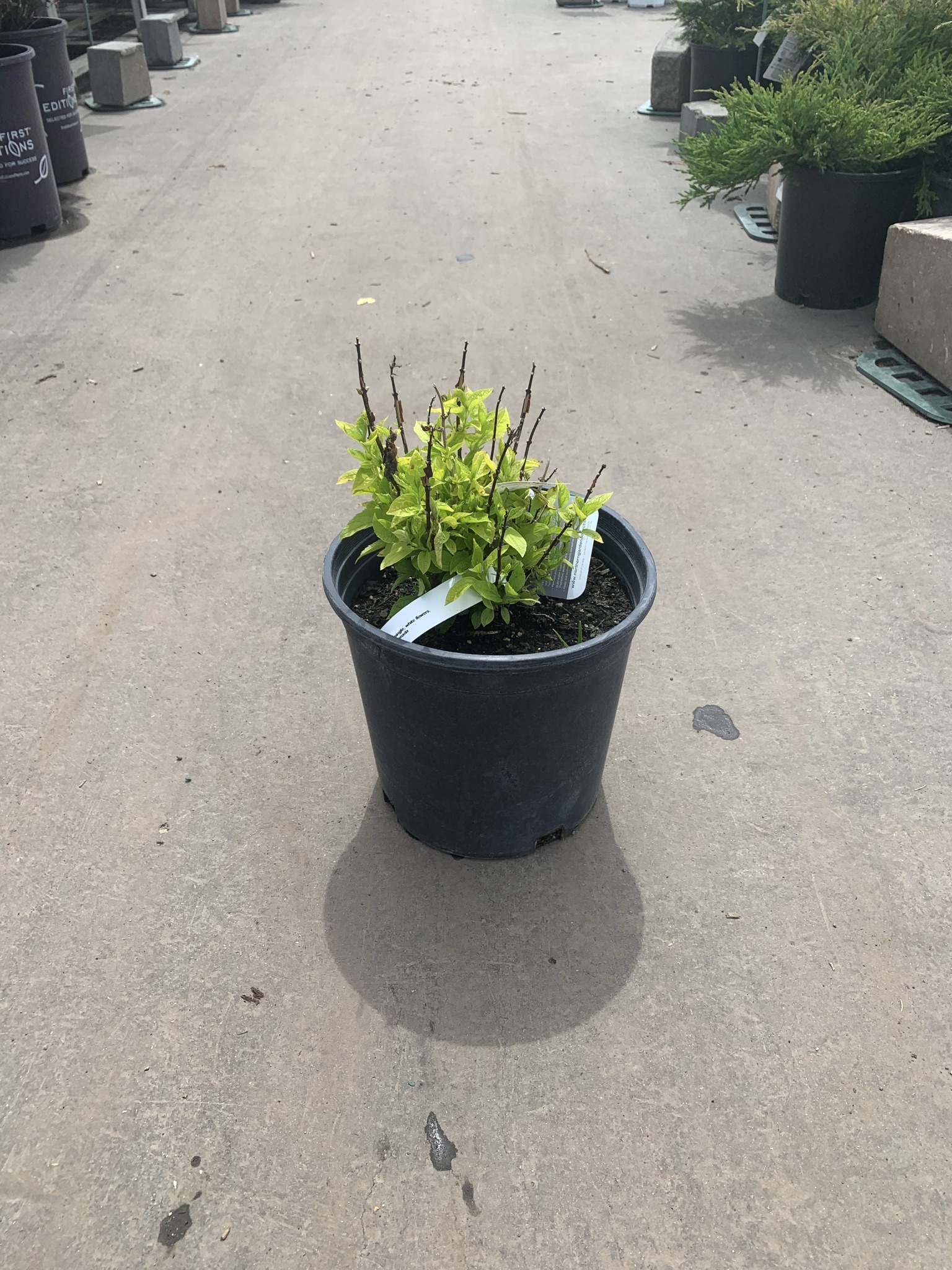 Mockorange Dwarf Golden