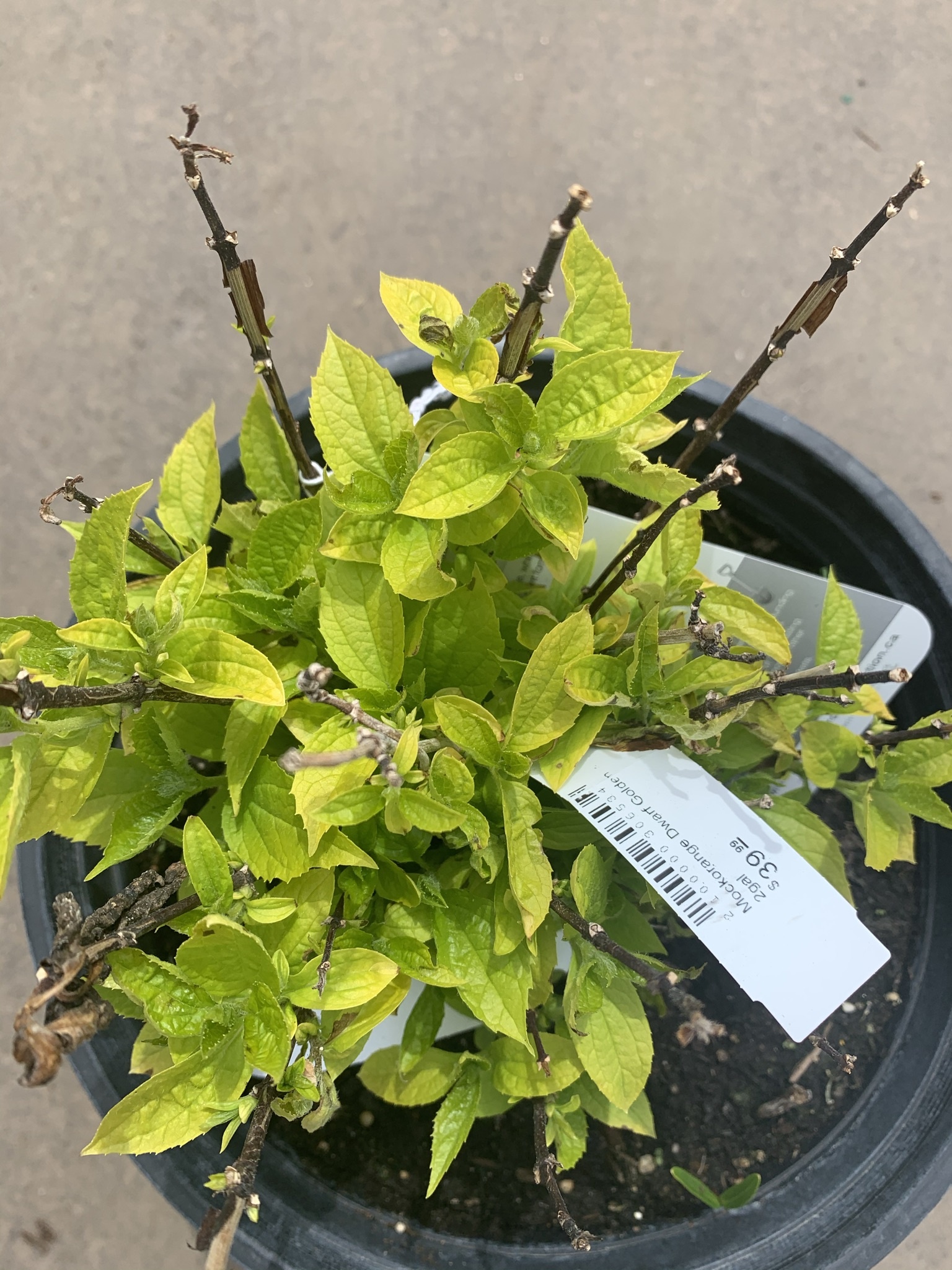 Mockorange Dwarf Golden