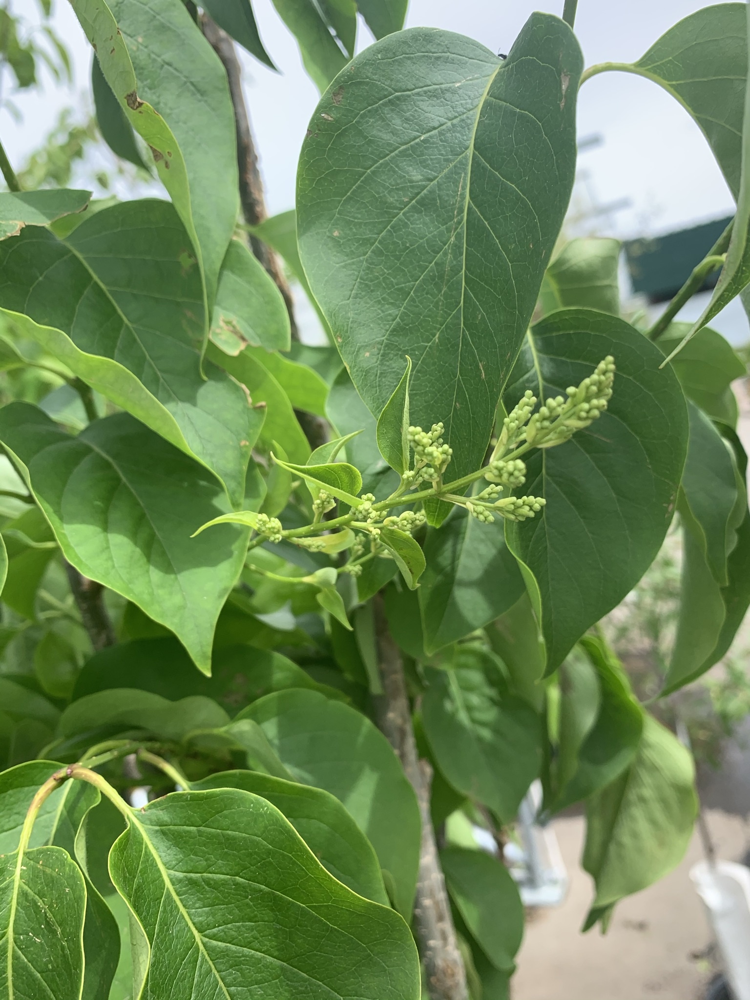 Lilac Ivory Pillar 10gal