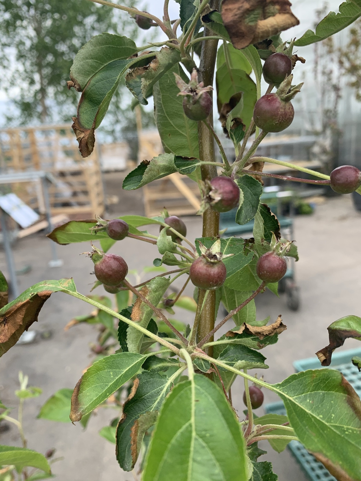 Crabapple Rescue 5gal