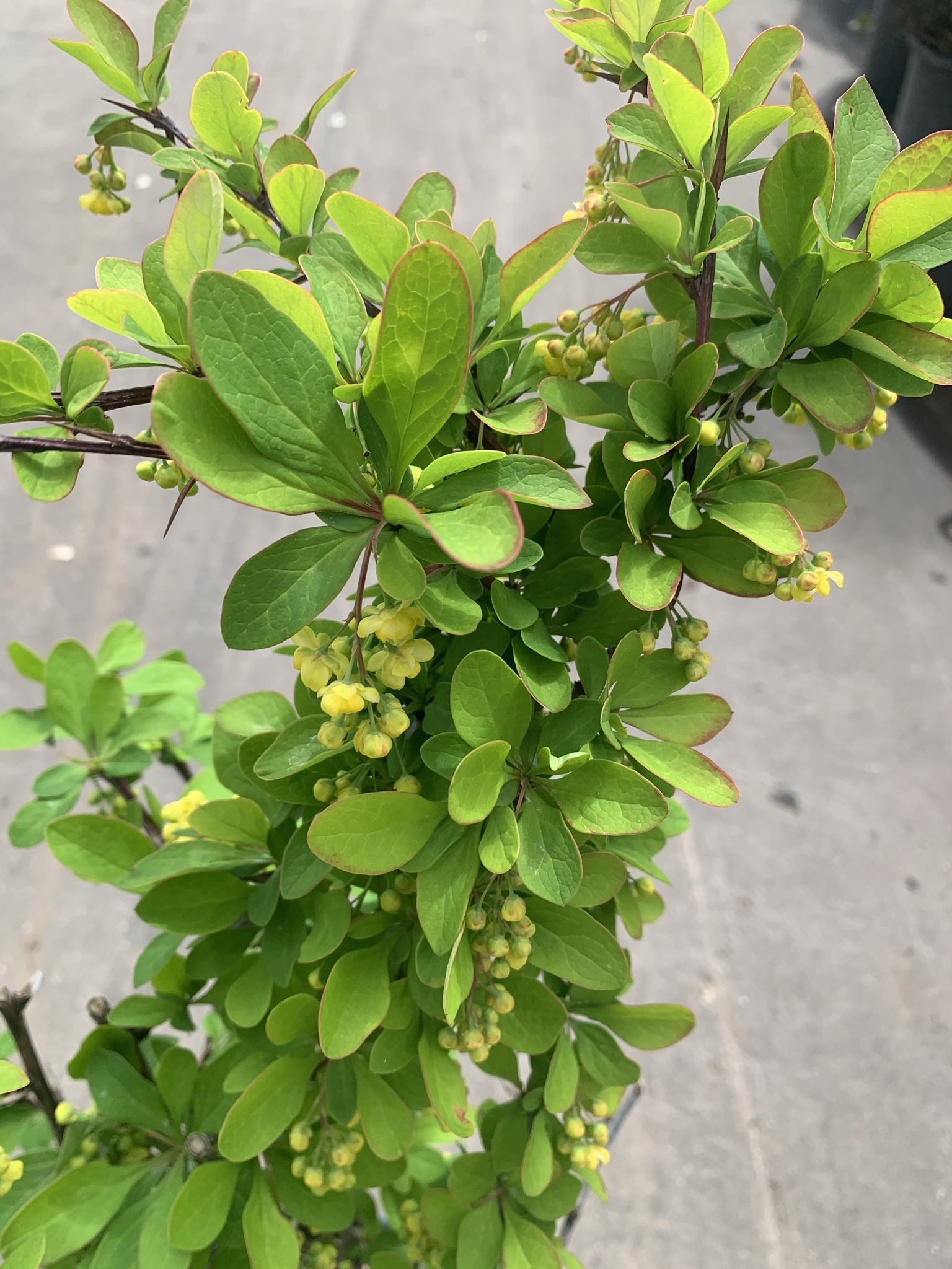 Barberry Emerald Carousel