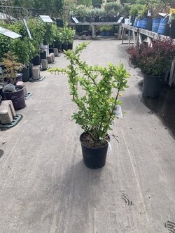 Barberry Emerald Carousel