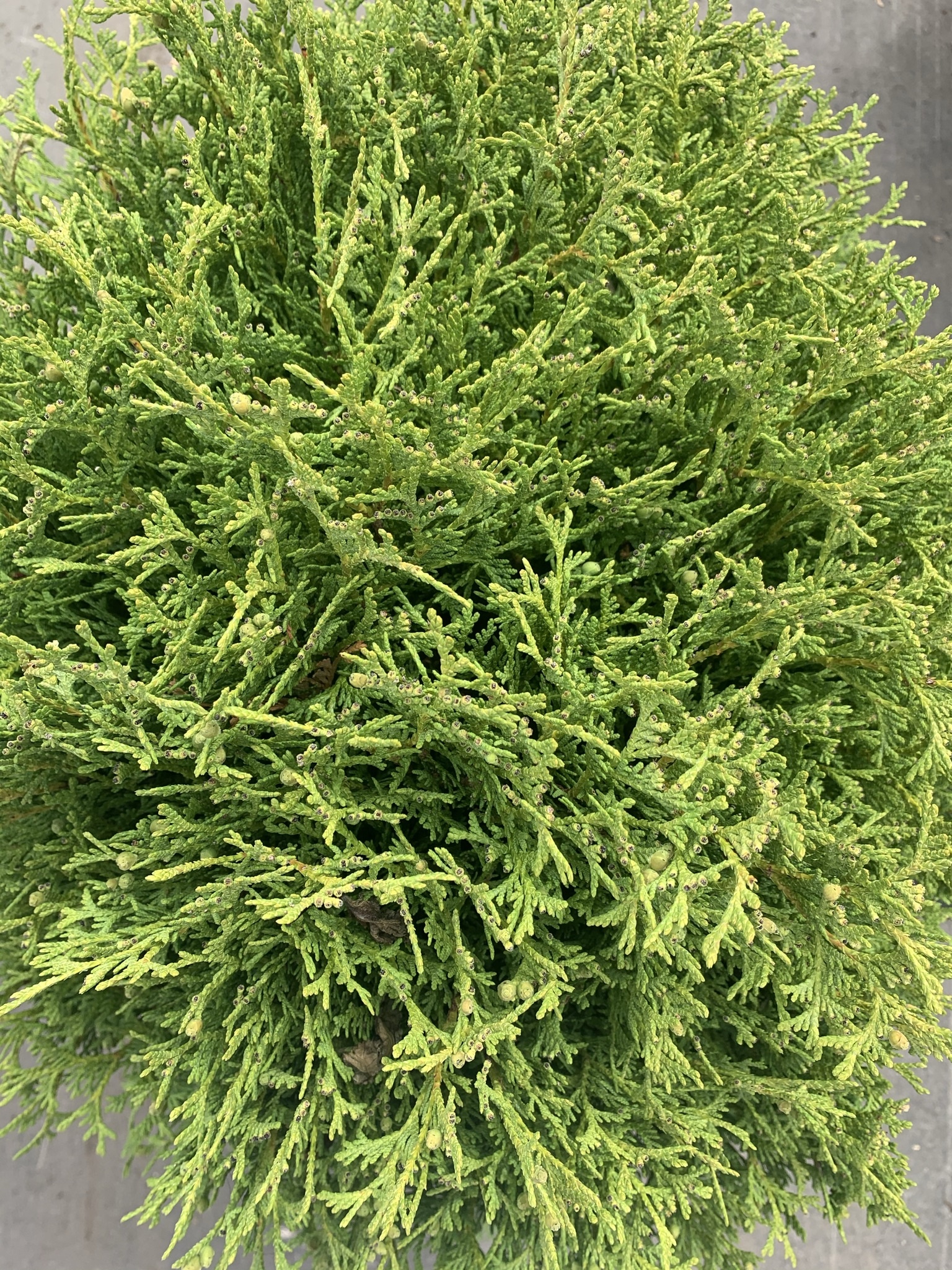 Cedar Hetz Midget Globe