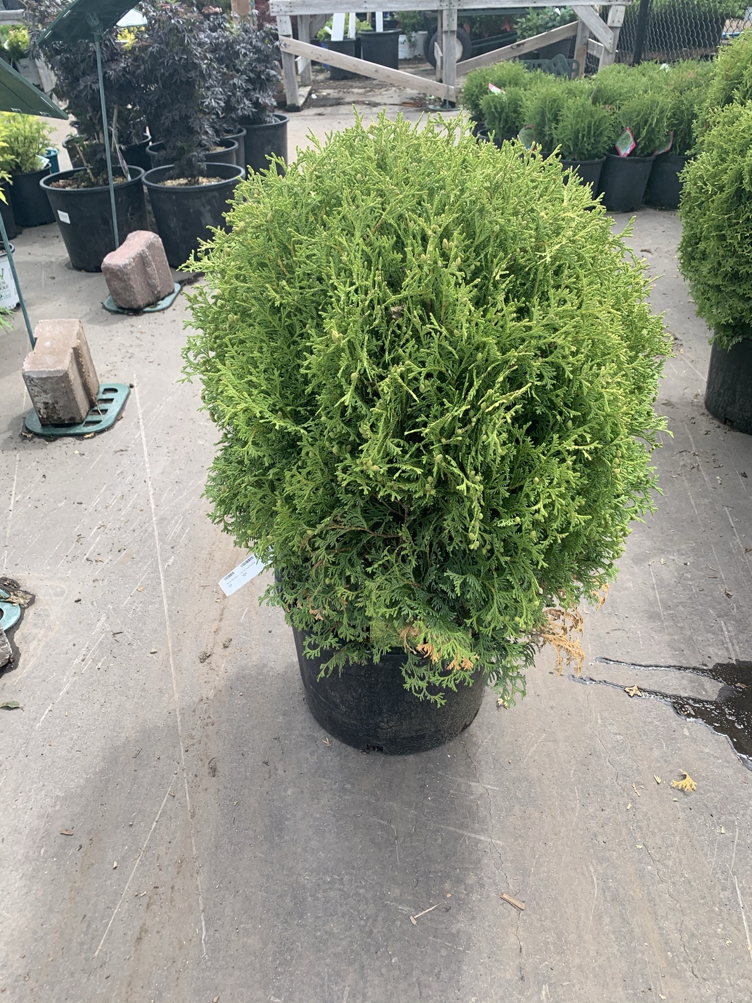 Cedar Hetz Midget Globe