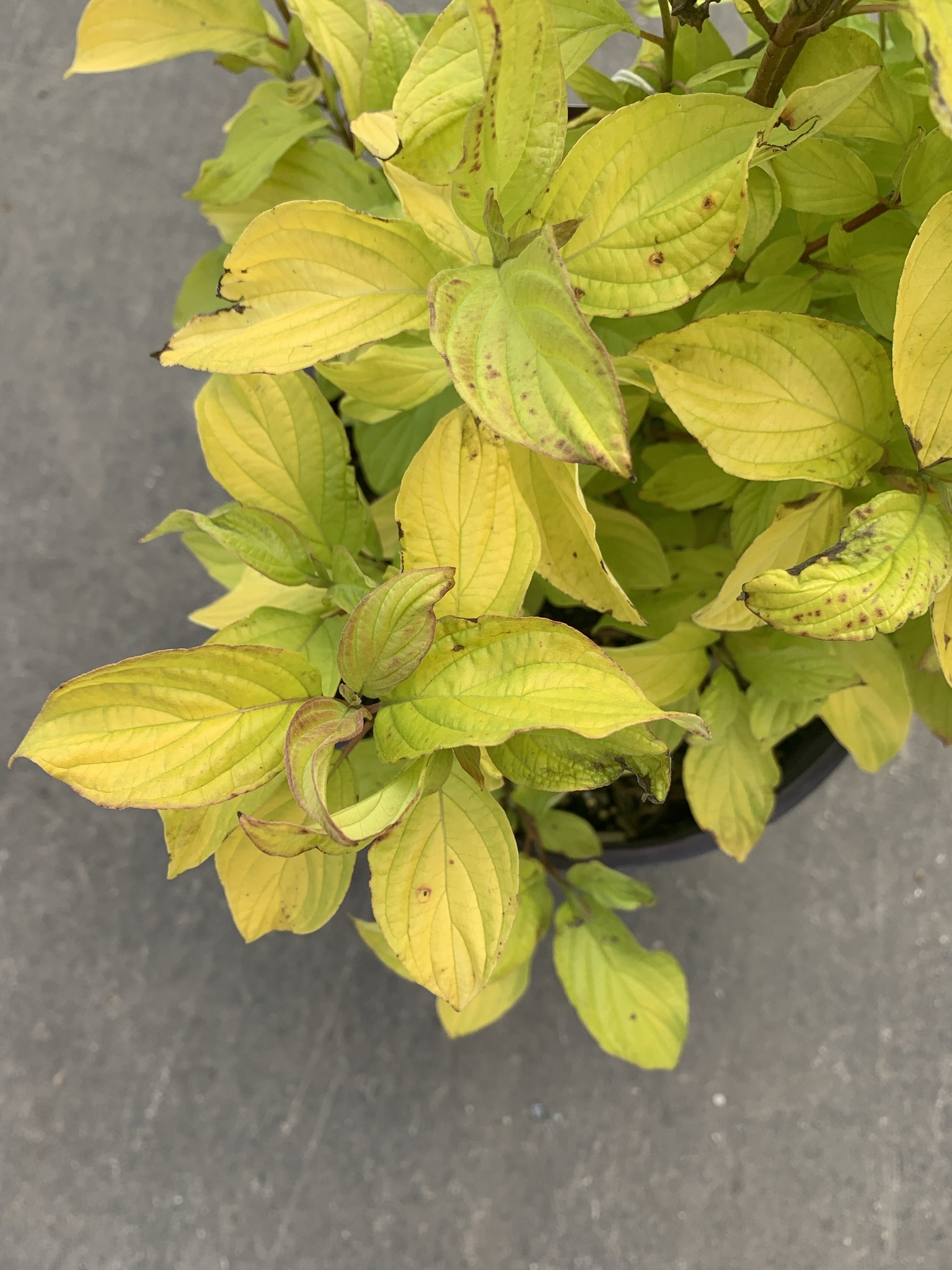 Dogwood Neon Burst