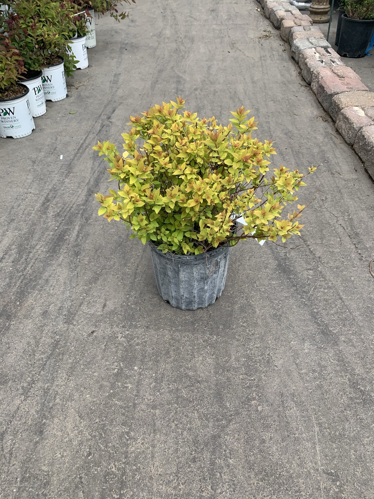 Spirea Dakota Goldcharm