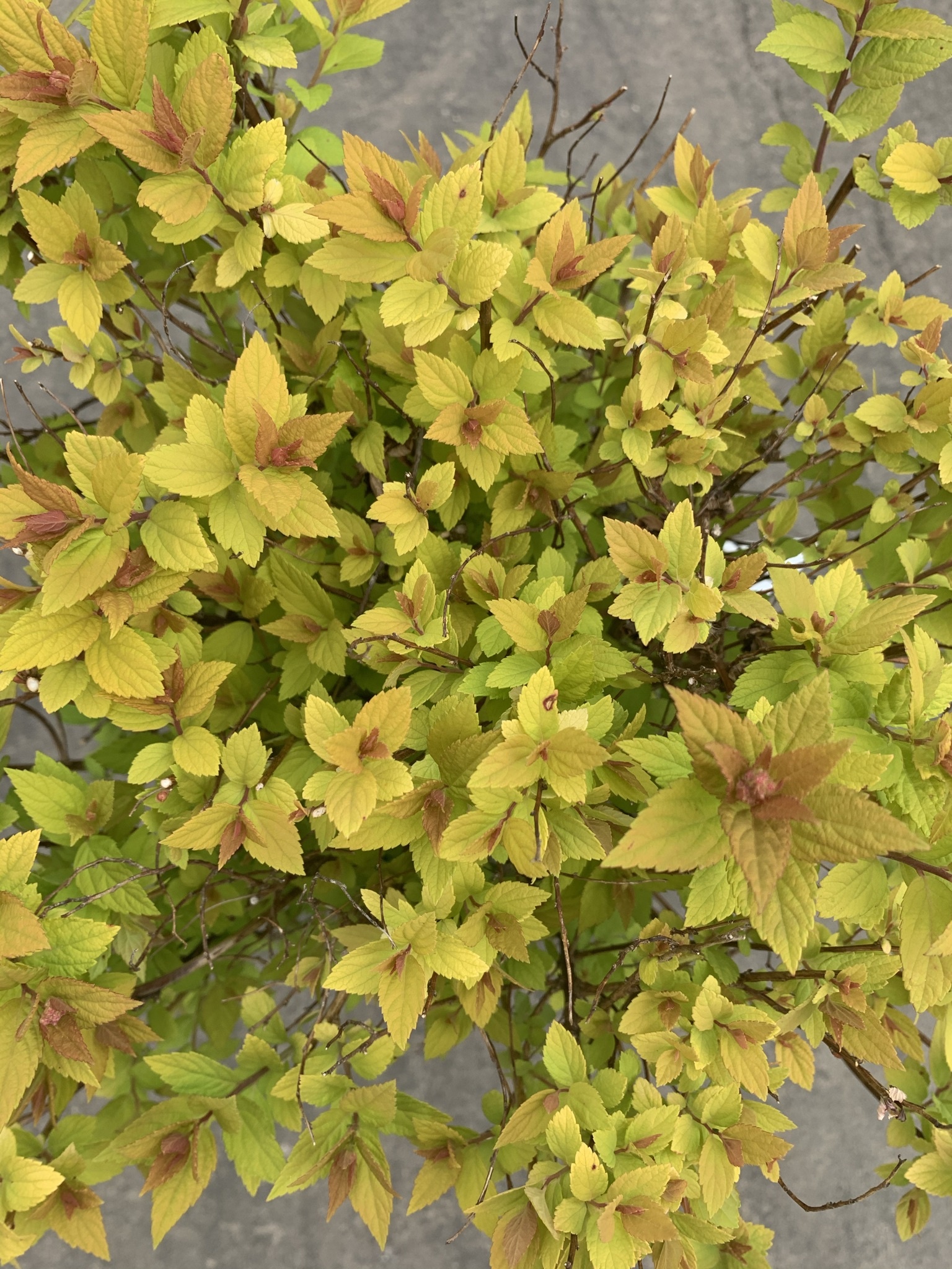 Spirea Dakota Goldcharm