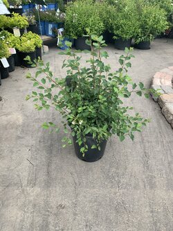 Spirea Renaissance