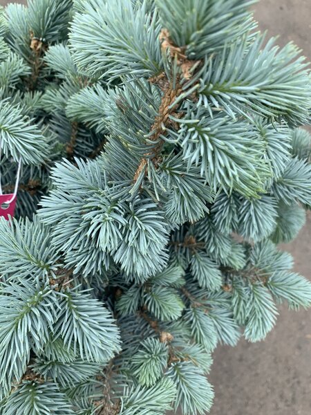 Spruce Montgomery by Gallon