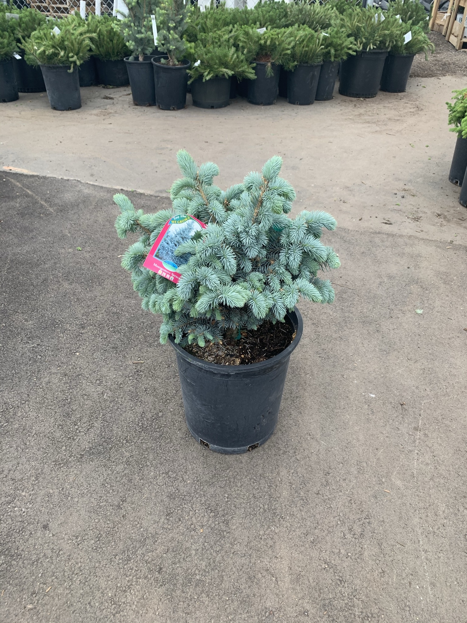 Spruce Montgomery by Gallon