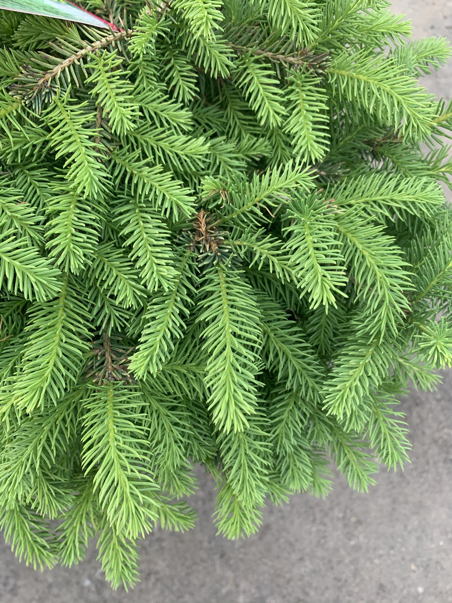 Spruce Nest