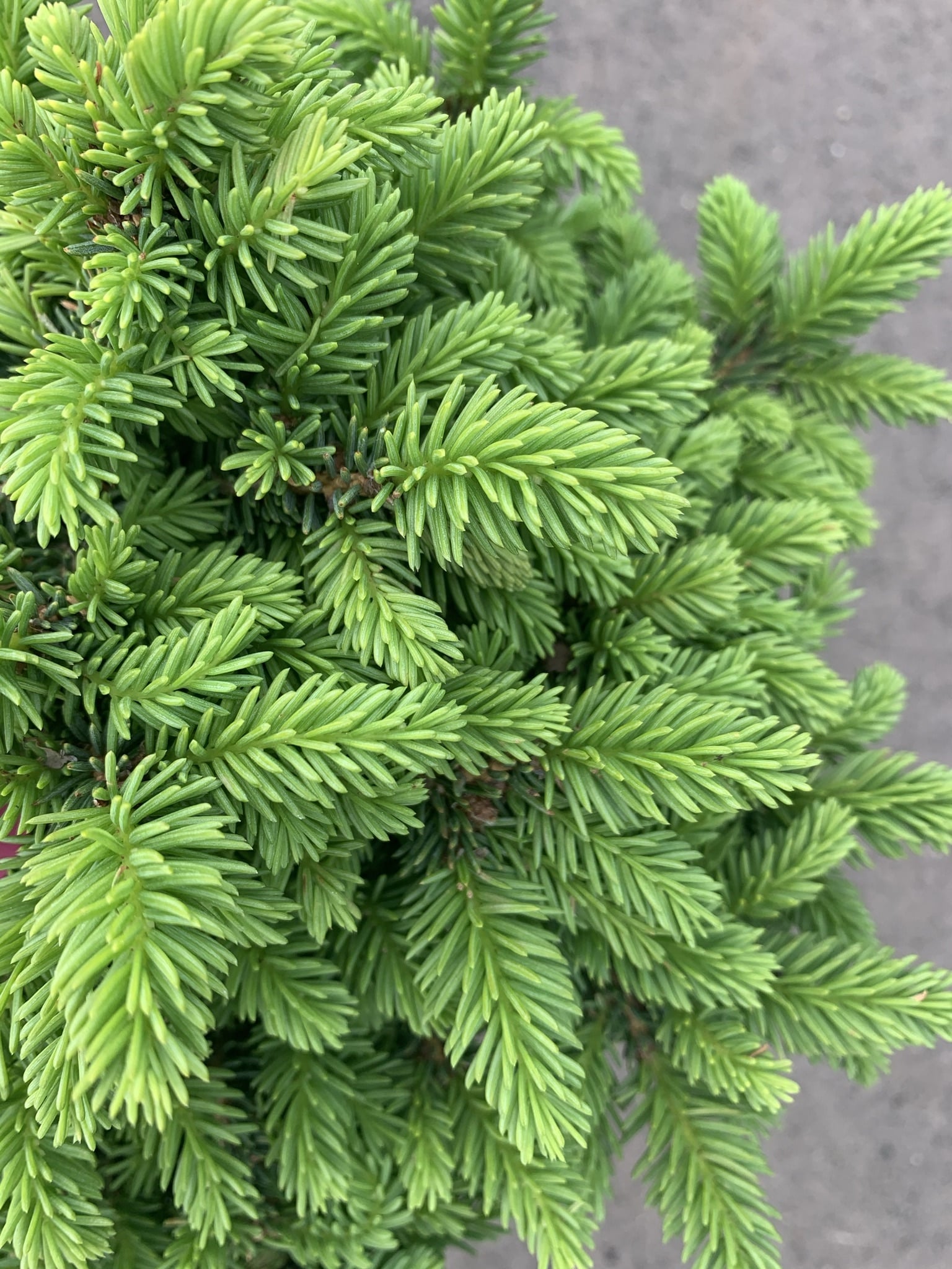 Spruce Little Gem