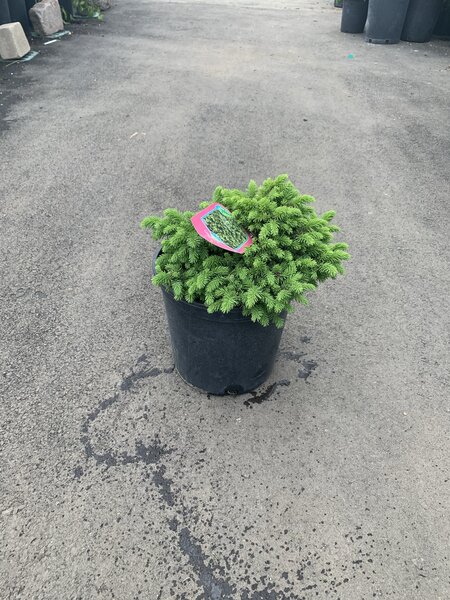 Spruce Little Gem