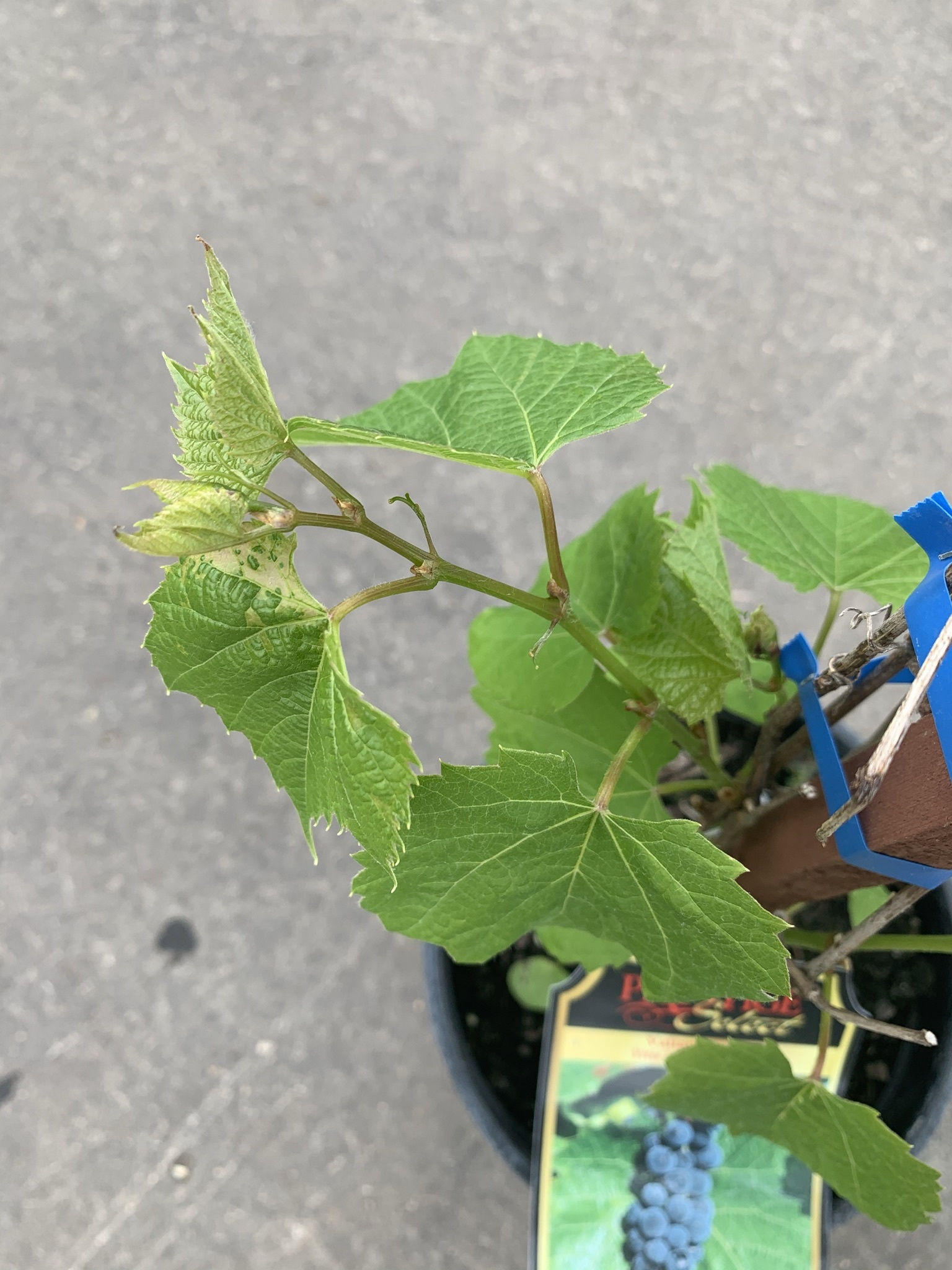 Grape Valiant
