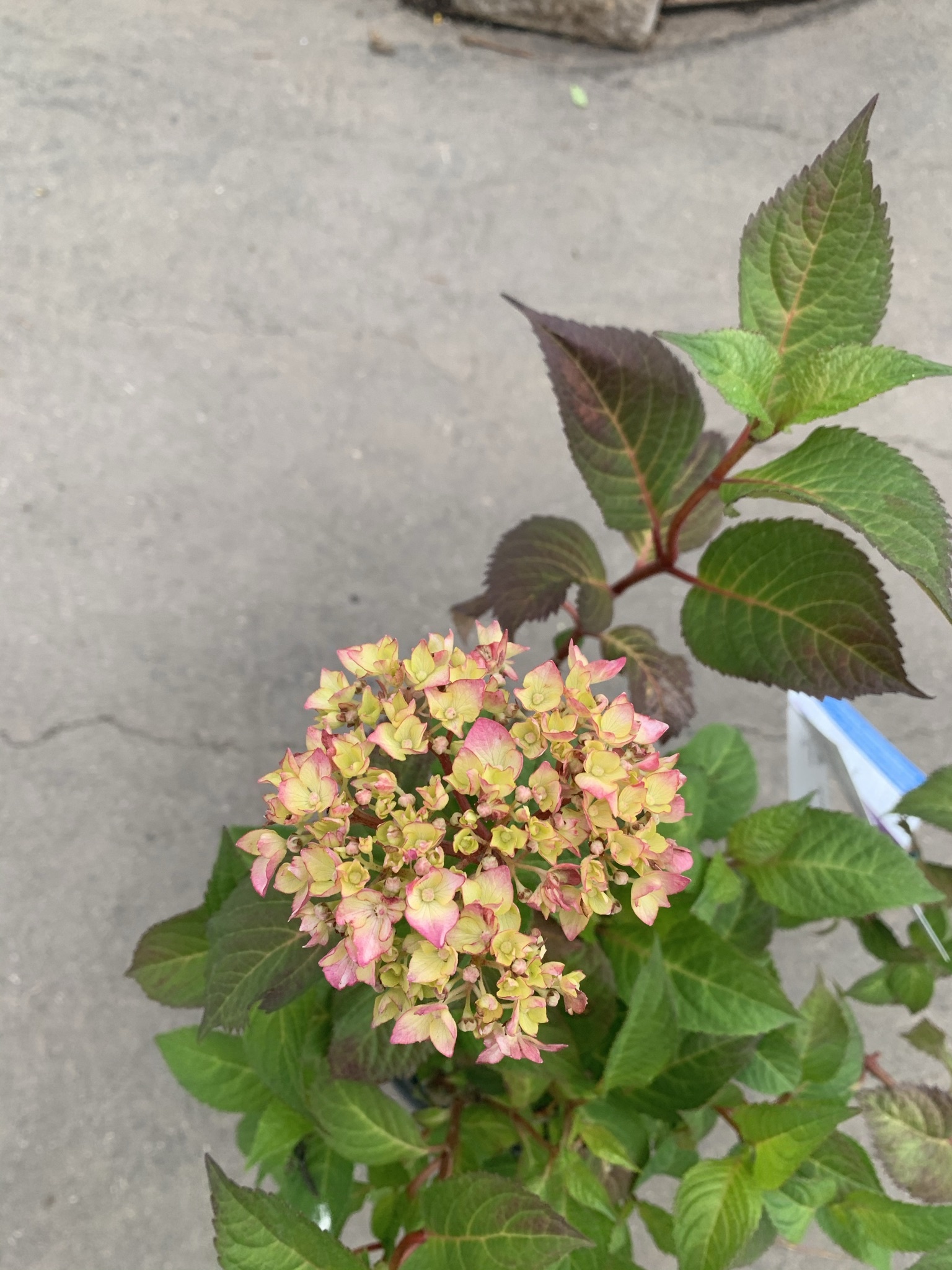 Hydrangea Bloomstruck