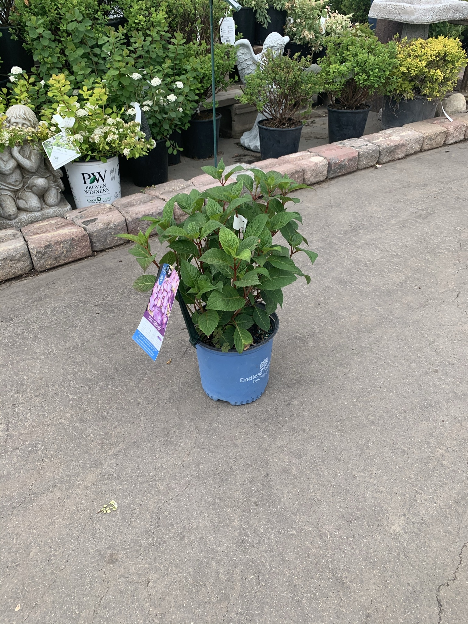 Hydrangea Bloomstruck