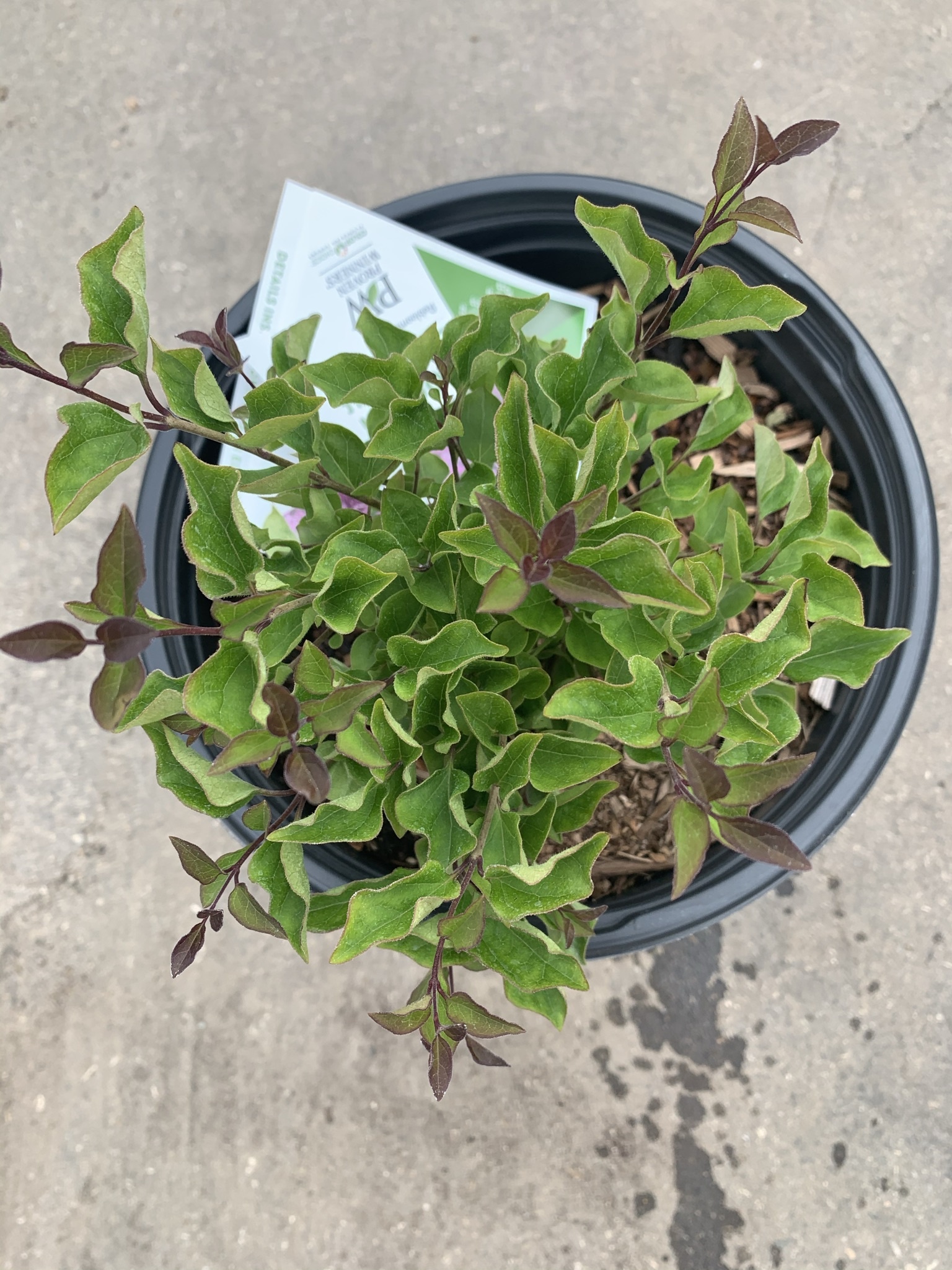 Lilac Bloomerang Dark Purple