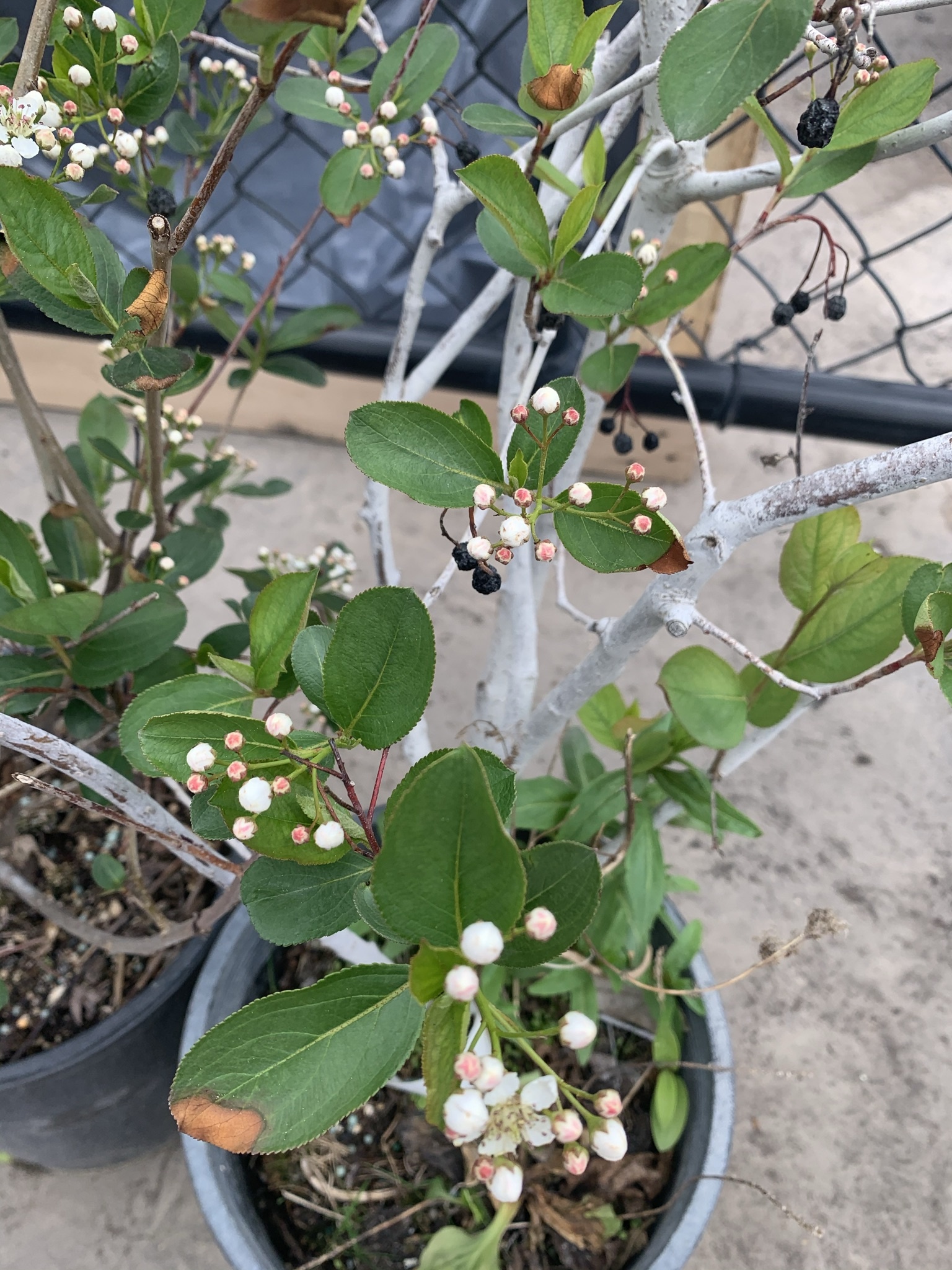 Chokeberry Autumn Magic