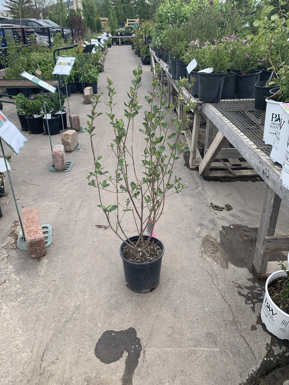 Chokecherry Autumn Magic Dutch Growers Saskatoon