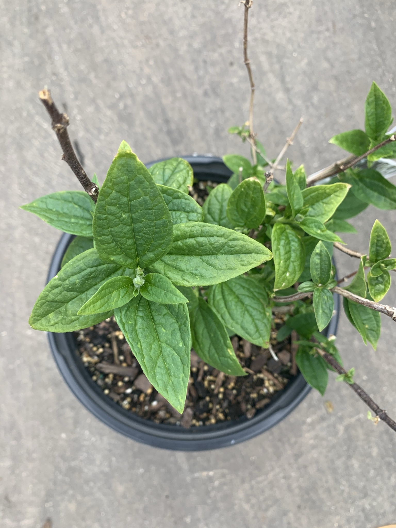 Mockorange Illuminati Arch 2gal